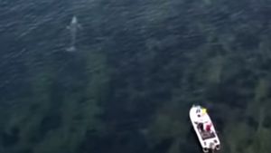 VIDEO Balenă cenușie rătăcită din Oceanul Pacific în Marea Mediterană, observată de-a lungul coastei estice a Spaniei