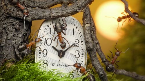 Trump vrea ca ora de vară să devină permanentă: "Camera Reprezentanţilor şi Senatul ar trebui să se activeze puternic pentru a avea mai mult soare la sfârşitul zilei"