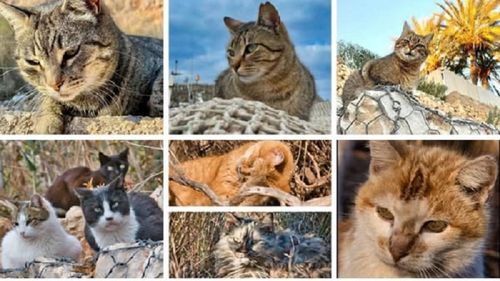 Insula superbă din Europa cu mai multe pisici decât locuitori. Este atât de mică încât o explorezi într-o zi / Farmecul orășelului e copleșitor