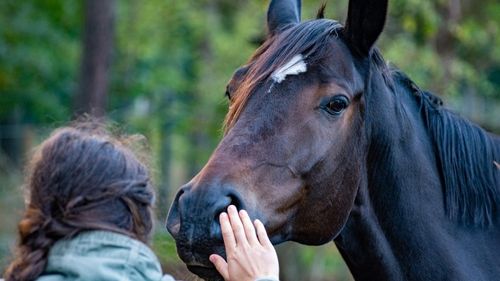 STUDIU Calul înţelege mai bine dacă i se vorbeşte ca unui bebeluş