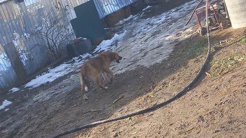 Șapte oi omorâte în municipiul Suceava de către câinii vagabonzi / ”S-a ajuns la astfel de situații după 20 de ani în care fosta conducere a Primăriei Suceava a făcut doar câteva sterilizări”