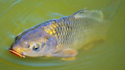 Profesoară universitară din Polonia, pusă sub acuzare pentru uciderea „inumană” a crapilor în timpul cursurilor