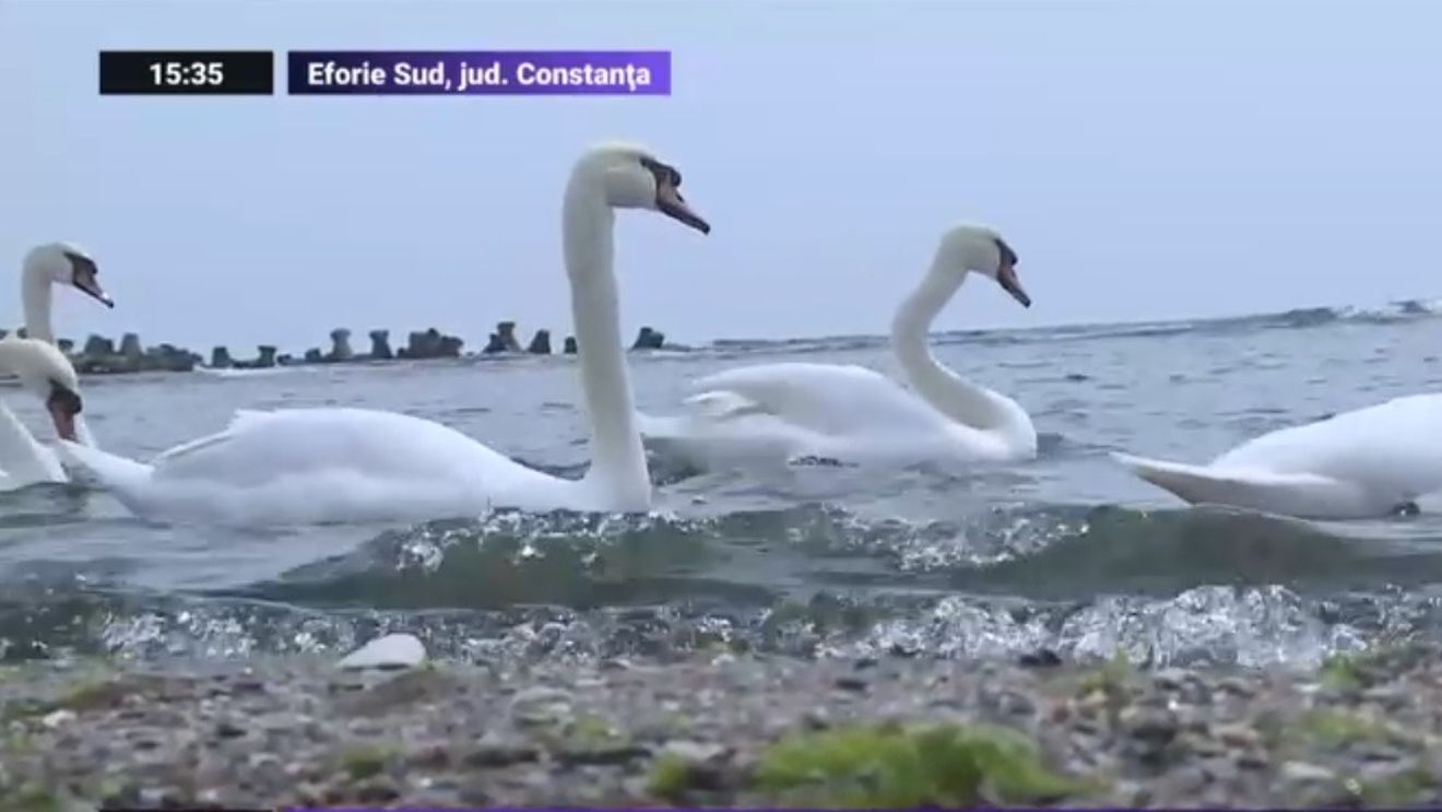 VIDEO În lipsa oamenilor, lebedele de la Eforie Sud au migrat spre alte zone