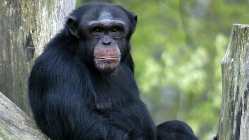 Moftul mortal al oamenilor și chinul vietăților sălbatice: De ce le ținem în captivitate? Cimpanzeul Travis și orca Tilly, două tragedii și o industrie de miliarde