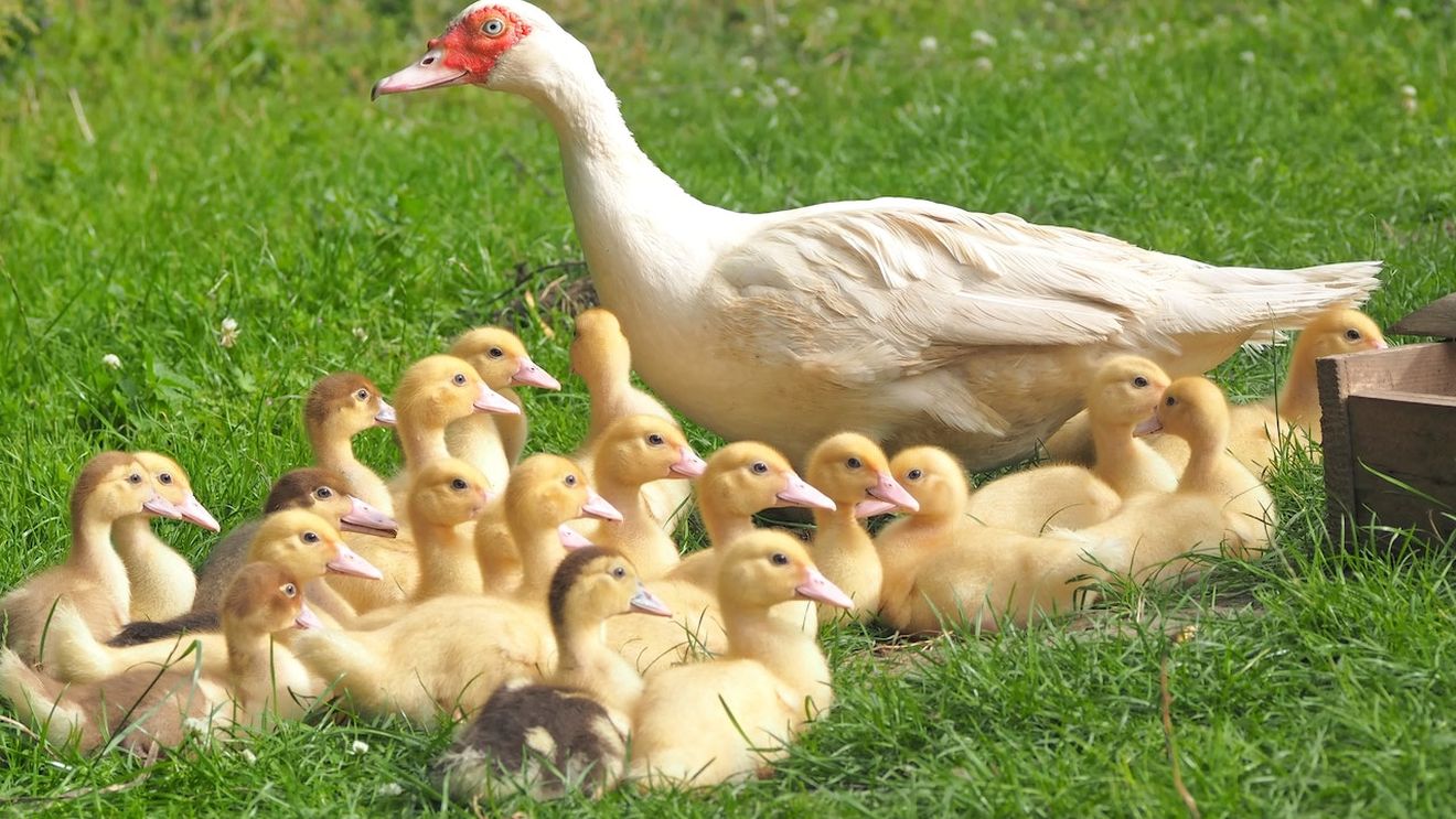 Odată cu vaccinarea raţelor din Franța, apar şi primele restricţii ale ţărilor importatoare