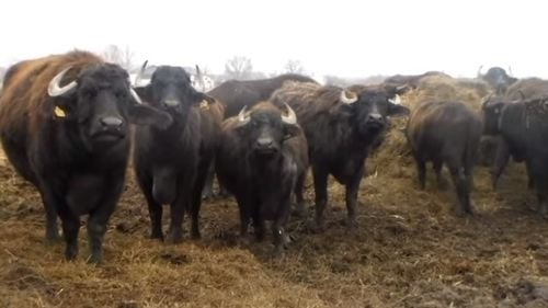 Bivolii, posibila salvare a Deltei Văcărești din inima Bucureștiului. Cum ar putea fi stopată distrugerea ecosistemului