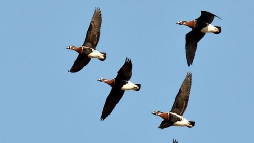 Societatea Ornitologică: Încă o gâscă cu gât roșu dispărută în România / Din 2020 și până în prezent acesta este al cincilea caz 