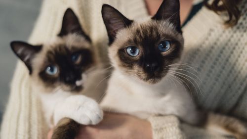 Ți-ai clona animalul de companie? De ce clonarea câinilor devine o afacere uriașă