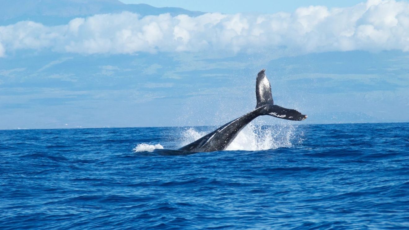 Oceanele au cunoscut cea mai caldă lună mai înregistrată vreodată