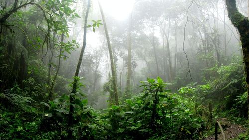Aproape 3.000 de incendii de pădure în Amazonia, un record în februarie, de la începutul înregistrărilor, în 1999