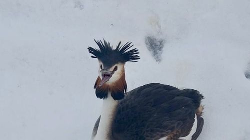 FOTO Un Corcodel mare, salvat de un polițist local / Pasărea face parte dintr-o specie protejată și a zburat din Delta Văcărești /  ”Probabil a căzut din cauza epuizării sau a condițiilor meteo”