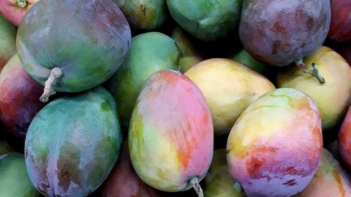 Încălzirea globală permite Italiei să îşi majoreze producţia de mango