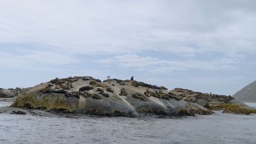 Un număr neobişnuit de foci gri, găsite moarte pe coasta Germaniei la Marea Baltică