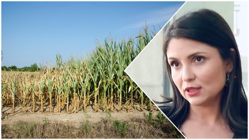 „Cinci ani de foc”: Fermele românești se ofilesc în secetă / Iulia Blagu, fermier: „Pentru agricultura românească, nu se pune problema dacă vom muri, ci când vom muri” – analiză AFP