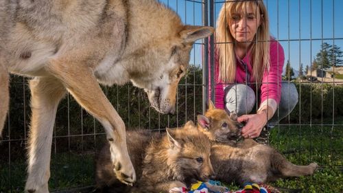 Cererea de câini-lup a explodat: Tot mai mulți oameni își doresc animale hibride, dar nu înțeleg că au nevoi și comportamente foarte diferite de câinii obișnuiți
