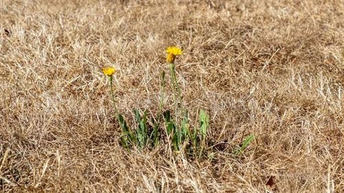 Canicula ar putea să mistuie 80 de milioane de joburi