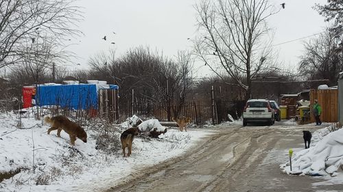 Câmpurile din apropierea locului unde a fost sfâșiată Ana Oroș și cele de la periferie, care țin de Ilfov, pline de zeci de maidanezi/ CJ Ilfov: "Noi nu avem atribuții legale să luăm câinii fără stăpân de pe stradă (...) Primăriile trebuie să adune câinii de pe stradă"