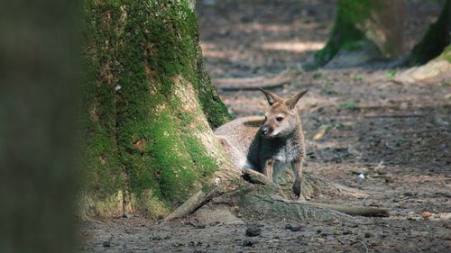 Grădina Zoologică din Timişoara a rămas fără animale: ”Trăiau în condiții improprii / Câinii maidanezi atacau animalele” / Pensionarii joacă şeptică în faţa lacătului închis