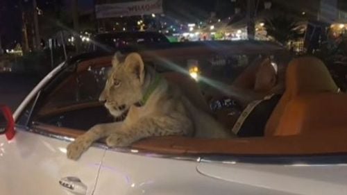 Videoclip viral pe rețelele de socializare: O thailandeză, inculpată după ce şi-a plimbat puiul de leu într-un Bentley / Femeia riscă o amendă de 2.600 de euro și până la un an de închisoare