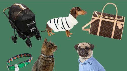Industria globală a animalelor de companie, evaluată la 500 de miliarde de dolari în 2023 / Care sunt brandurile care fac haine pentru animale / Cât costă o zgardă Hermes?