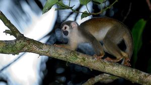 Douăsprezece maimuţe-veveriţă, furate de la o grădină zoologică din statul american Louisiana