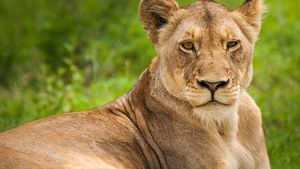 O leoaică de la o grădină zoologică din Belgia a fost testată pozitiv la COVID-19