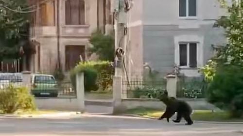 Elena Lasconi: Dacă ursul apare pe străzile orașului, cu tot dragul pentru animale, trebuie eliminat