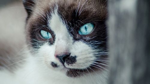 Cât de bine văd, de fapt, pisicile noaptea. Doi medici veterinari demontează un mit despre magia ochilor de pisică