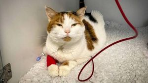 Și câinele, și pisica pot dona sânge. Care sunt criteriile pentru ca animalele de companie să devină donatoare și să salveze vieți