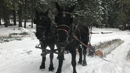 Operațiune sustenabilă: Caii înlocuiesc utilajele într-o pădure britanică / Animalele de tracțiune extrag copacii bolnavi sau prăbușiți