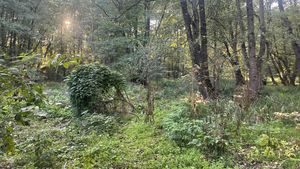Înalta Curte oprește defrișarea a peste 30 de hectare de pădure pentru construcția Hidrocentralei Răstolița