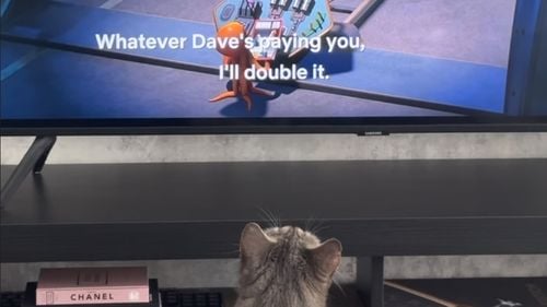 VIDEO Filme cu animale de companie la care să te uiți cu întreaga familie în weekend