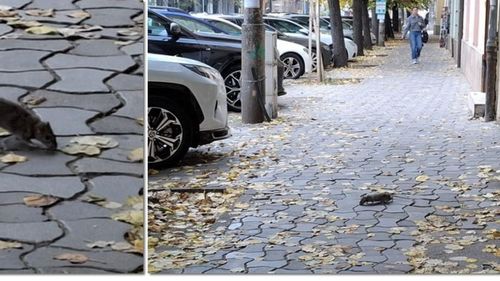 Un șobolan surprins pe o stradă din Timișoara declanșează o nouă operațiune de deratizare în oraș / „Primăria Timișoara apelează la sprijinul și colaborarea cetățenilor”