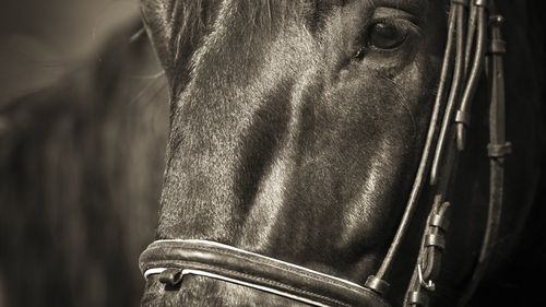 O iapă, cumpărată cu suma record de 3 milioane de euro la o licitaţie din Franţa