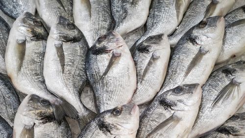 Dorada, aclimatizată pentru acvacultură în Marea Neagră / Câteva sute de exemplare de puiet din Mediterana, aduse la Constanța pentru a testa dacă se adaptează