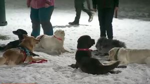 Emoționanta poveste a câinilor salvatori pe care România i-a trimis în Turcia. Unii au fost la rândul lor salvați din situații critice: „L-am găsit într-o cutie în fața unui service, a fost singurul supraviețuitor și am zis: hai să facem ceva pentru România”