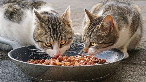 Cum diferă dieta pisicilor de apartament față de cea a pisicilor de exterior: Ghid complet de nutriție adaptată stilului lor de viață