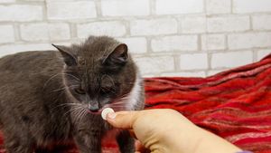 EXCLUSIV | Greșeala care poate costa viața animalului tău: De ce NU trebuie să dai niciodată medicamente pentru oameni animalelor de companie. Paracetamolul, extrem de periculos pentru câini și pisici. Avertismentul medicului veterinar (VIDEO)