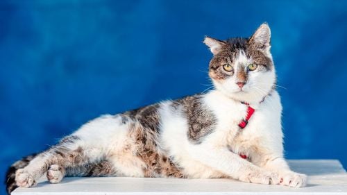 Ce înseamnă MIAU: Nașterea unei relații, dar și a unei campanii pentru primul sanctuar pentru pisici din țară