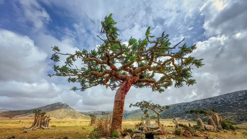 Copacii iconici de tămâie de pe Insula Socotra, Yemen, au devenit din ce în ce mai rari