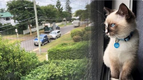 Povestea femeii care a câștigat la loto pentru pisica ei: Și-a ascuns mereu felina de proprietari, dar acum îi va cumpăra o casă