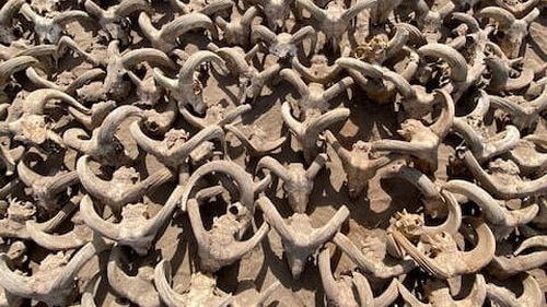 Cel puţin 2.000 de capete mumificate de berbeci datând din timpul dinastiei Ptolemeice, dezgropate la templul lui Ramses al II-lea, situat în oraşul antic Abydos, din sudul Egiptului
