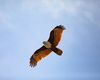 Administrația Trump reduce protecția habitatelor speciilor pe cale de dispariție / Ecologiștii avertizează că ar putea accelera distrugerea ecosistemelor și pune în pericol fauna sălbatică