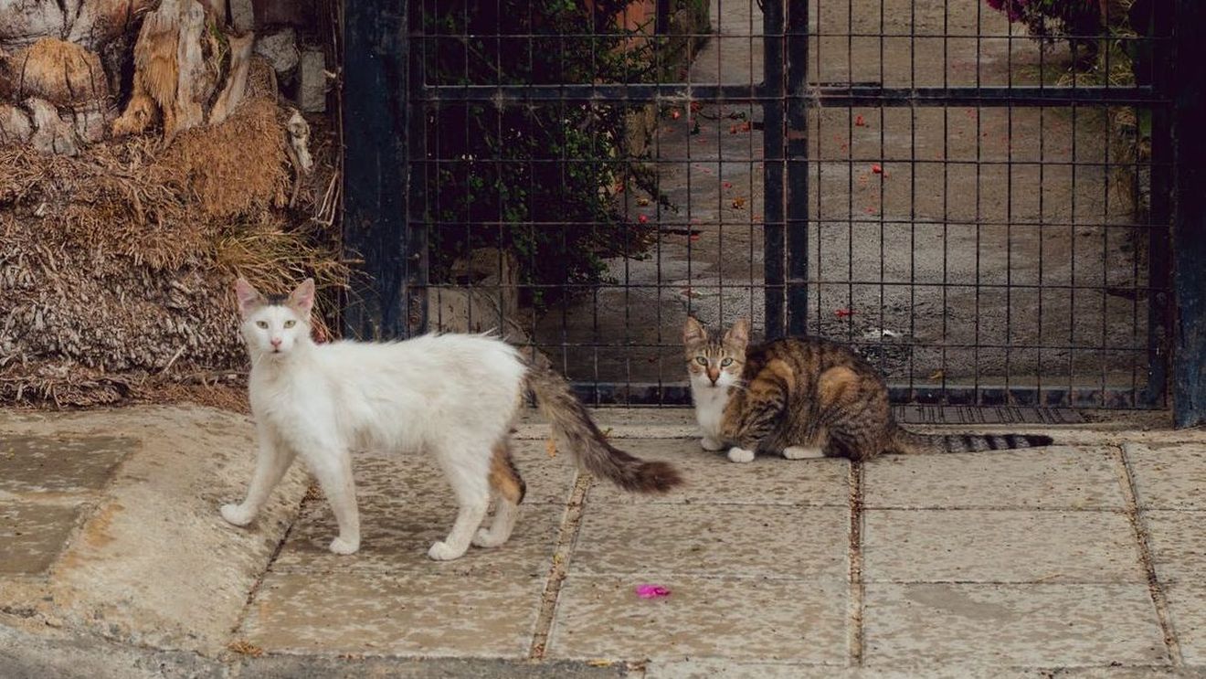 Un bărbat care a adoptat mai multe pisici ca să le omoare a fost trimis în judecată în stare de libertate de procurorii din Timișoara