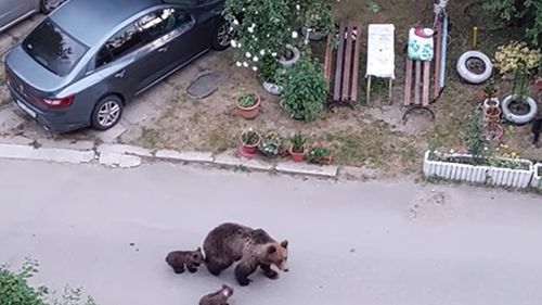 O ursoaică şi doi pui şi-au făcut apariţia pe străzile din Slănic Moldova