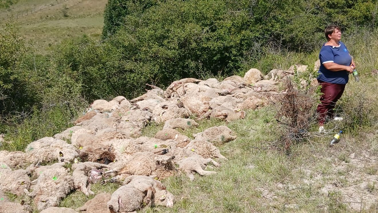 FOTO Lupii au ucis peste 100 de oi de la o stână din Brașov / ”Lupii vor mai veni”