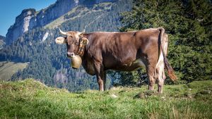 Tulpina de gripă aviară descoperită la vaci din SUA nu se transmite cu uşurinţă pe cale aeriană