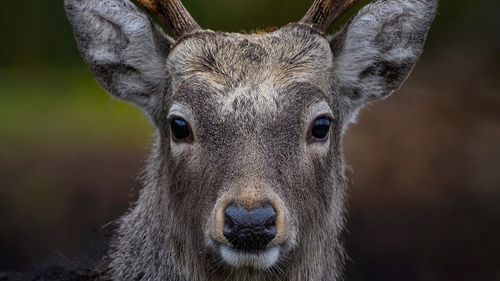 Patru bărbaţi, cercetaţi pentru braconaj / Acuzați că au împuşcat un cerb evaluat la peste 6.000 euro