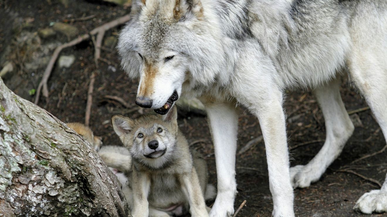 Lupii ar putea ajunge din nou pe cale de dispariție din cauza „diabolizării” și a schimbării de statut anunțate de UE, atrag atenția biologi polonezi