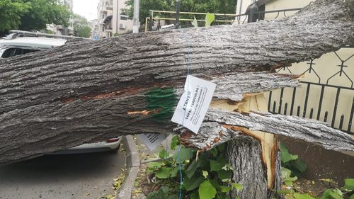 FOTO Primarul sectorului 2, după ce furtuna a rupt mai mulţi pomi: Îi cer primarului general, încă o dată, să elibereze avizele de defrişare. Avem 1.624 solicitări şi toţi aceşti copaci periculoşi cad, rând pe rând, la fiecare furtună